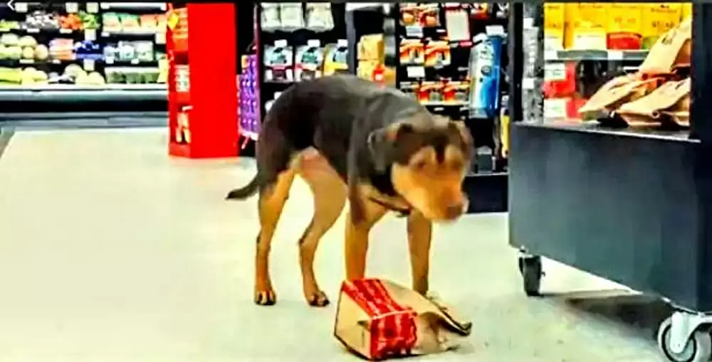 ベラのワンダフル・ホームの画像