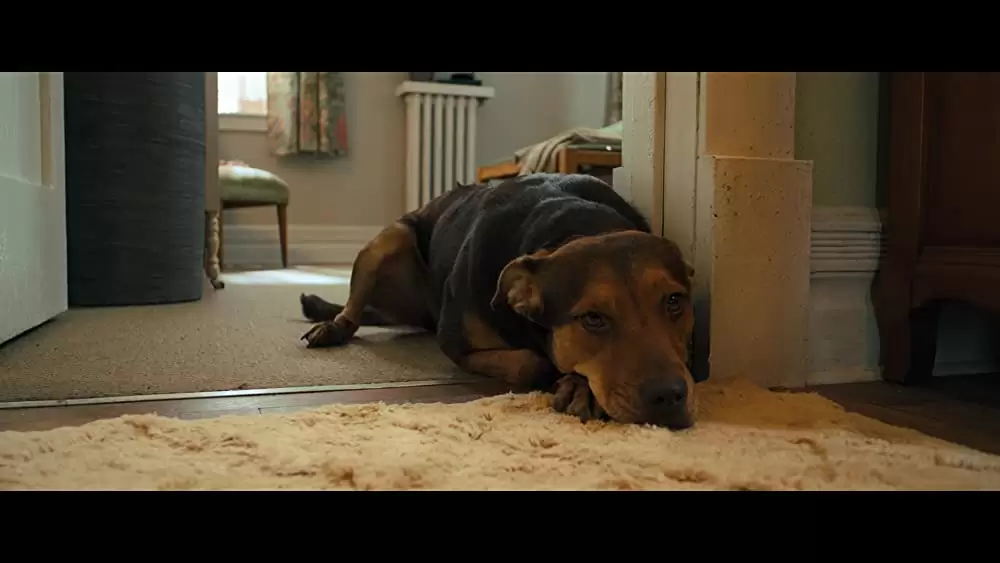 ベラのワンダフル・ホームの画像