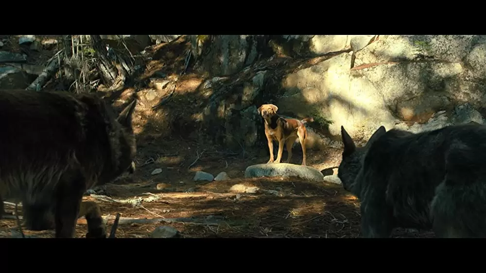 ベラのワンダフル・ホームの画像