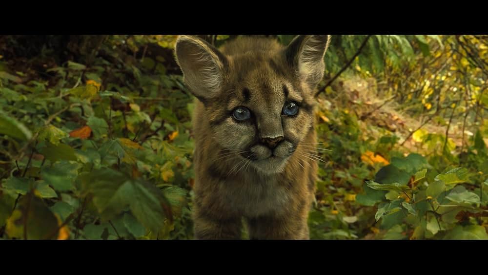 「ベラのワンダフル・ホーム」の画像