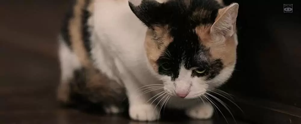 居眠り磐音の画像