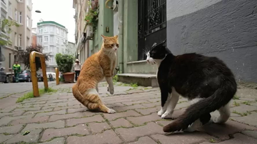 「猫が教えてくれたこと」の画像