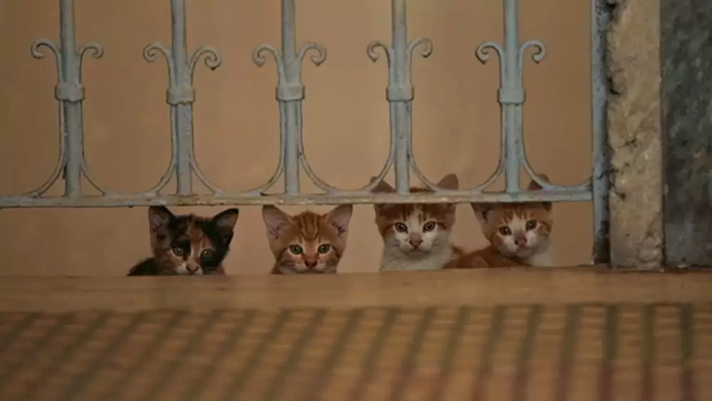 猫が教えてくれたことの画像