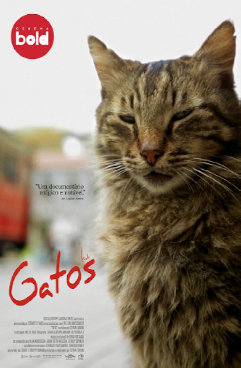 猫が教えてくれたことの画像