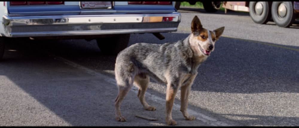 ネイティブ・ハートの画像