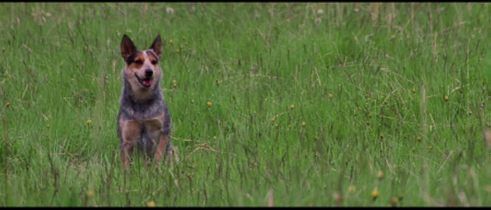 ネイティブ・ハートの画像