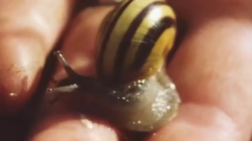 Small Deaths（原題）の画像