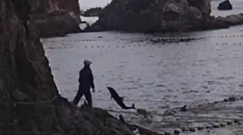 ザ・コーヴの画像