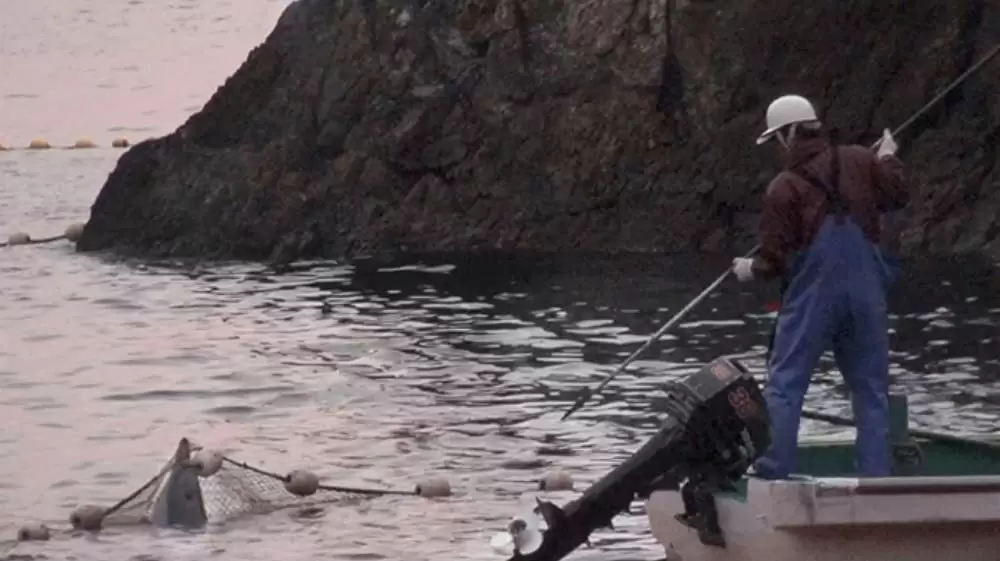 ザ・コーヴの画像