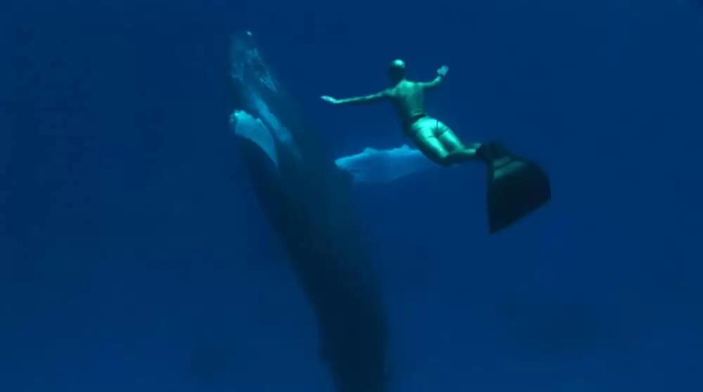 ザ・コーヴの画像