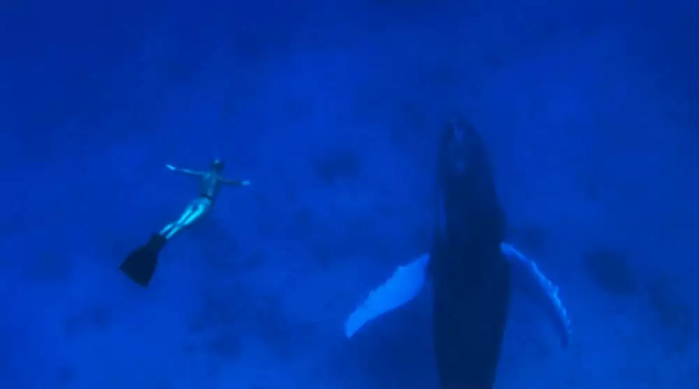 ザ・コーヴの画像