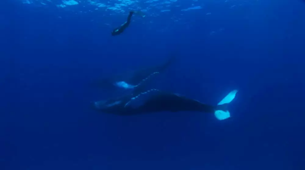 ザ・コーヴの画像