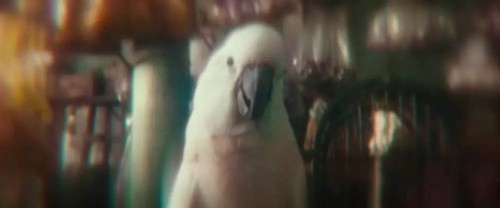 かごの中の瞳の画像