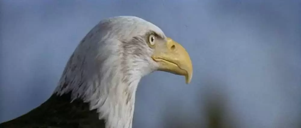 沈黙の要塞の画像