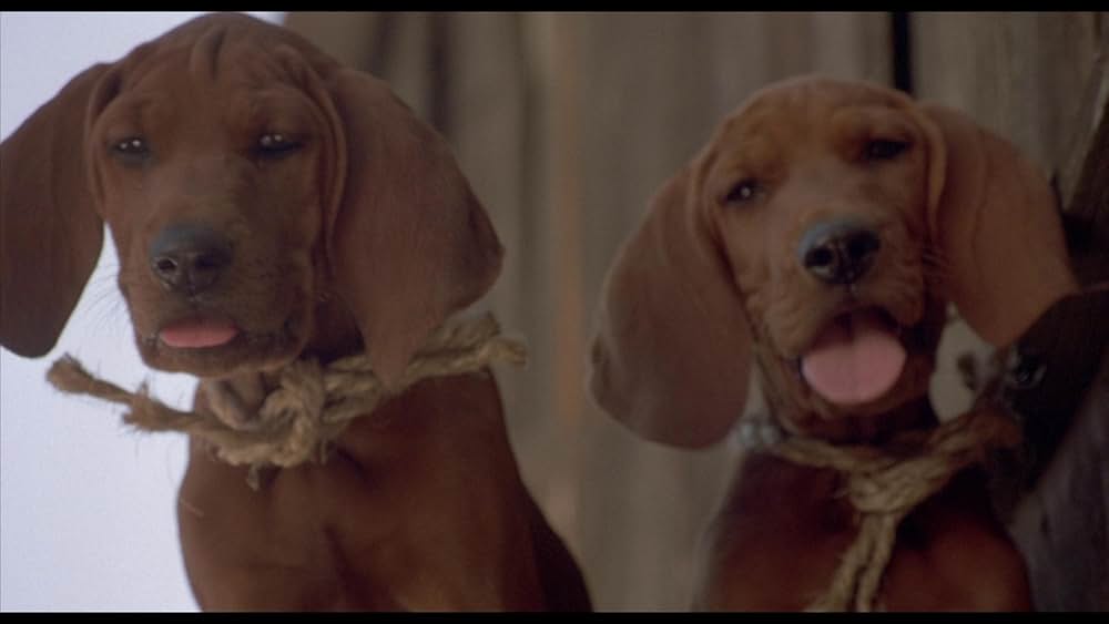 Where the Red Fern Grows（原題）の画像