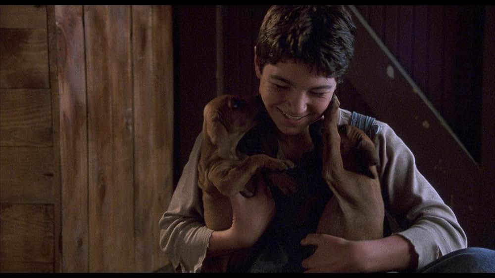 Where the Red Fern Grows（原題）の写真