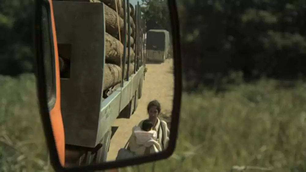 アカシアの通る道の画像