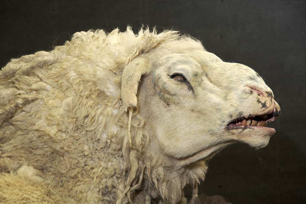 ブラックシープの画像