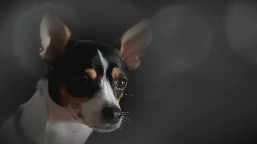 ハート・オブ・ドッグ〜犬が教えてくれた人生の練習〜の画像