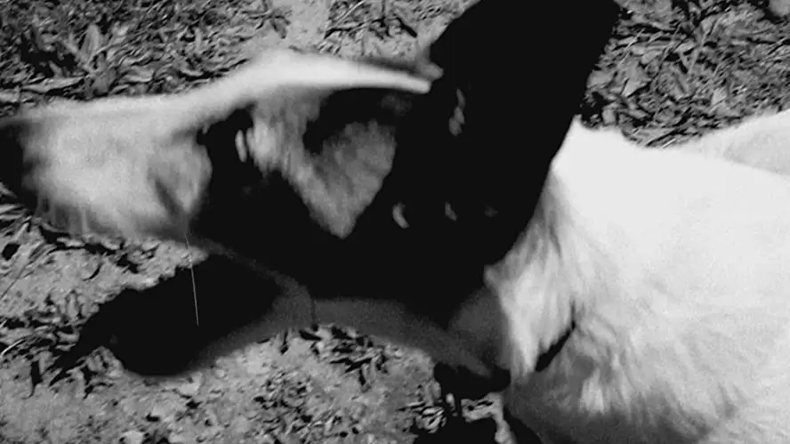 ハート・オブ・ドッグ〜犬が教えてくれた人生の練習〜の画像