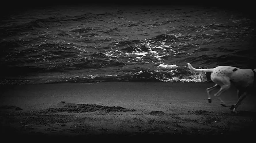 ハート・オブ・ドッグ〜犬が教えてくれた人生の練習〜の画像