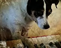 ハート・オブ・ドッグ〜犬が教えてくれた人生の練習〜の画像