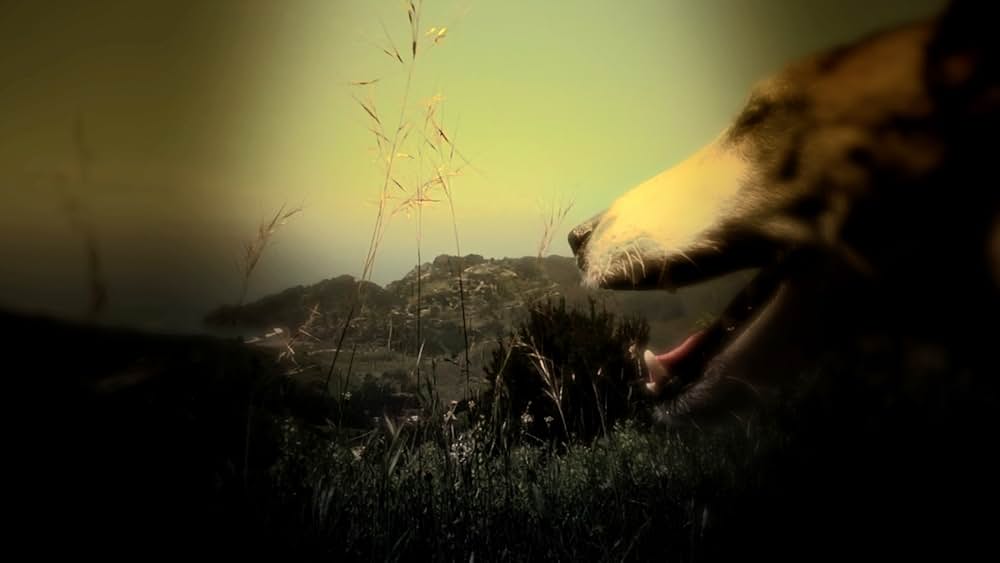 ハート・オブ・ドッグ〜犬が教えてくれた人生の練習〜の画像