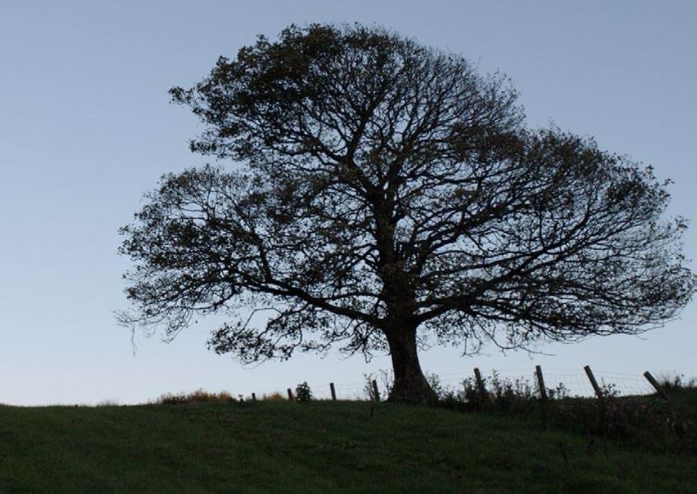 The Last Photograph（原題）の画像