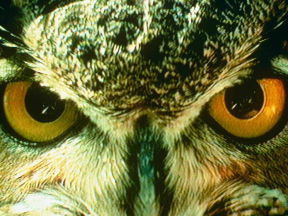 I Do Not Know What It Is I Am Like（原題）の画像