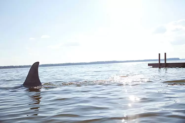 シャーク・ナイトの画像