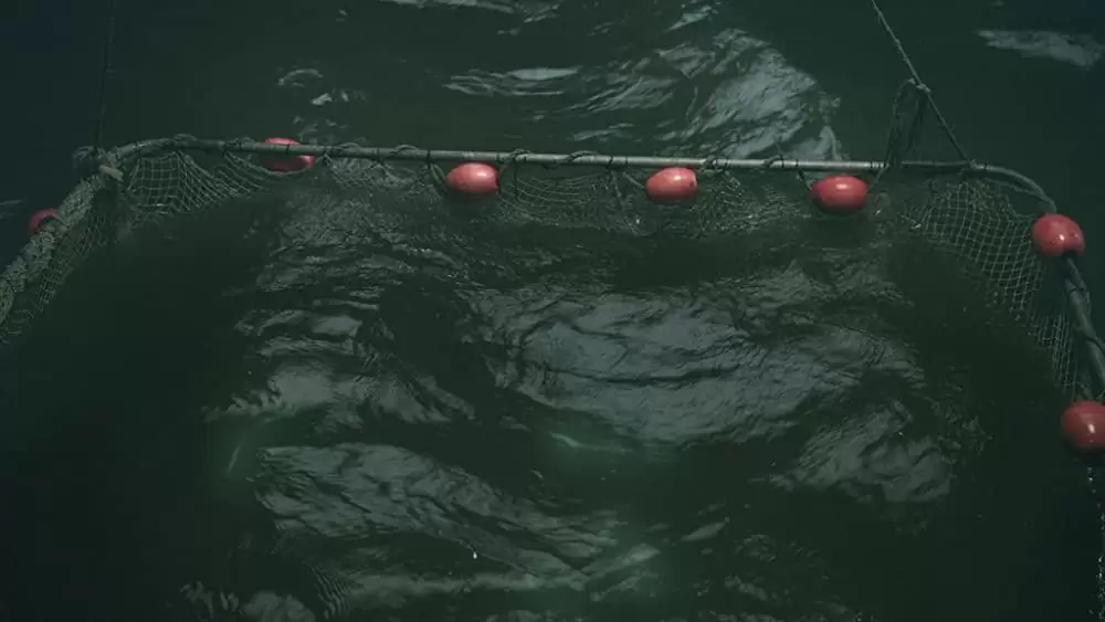 シャーク・ナイトの画像