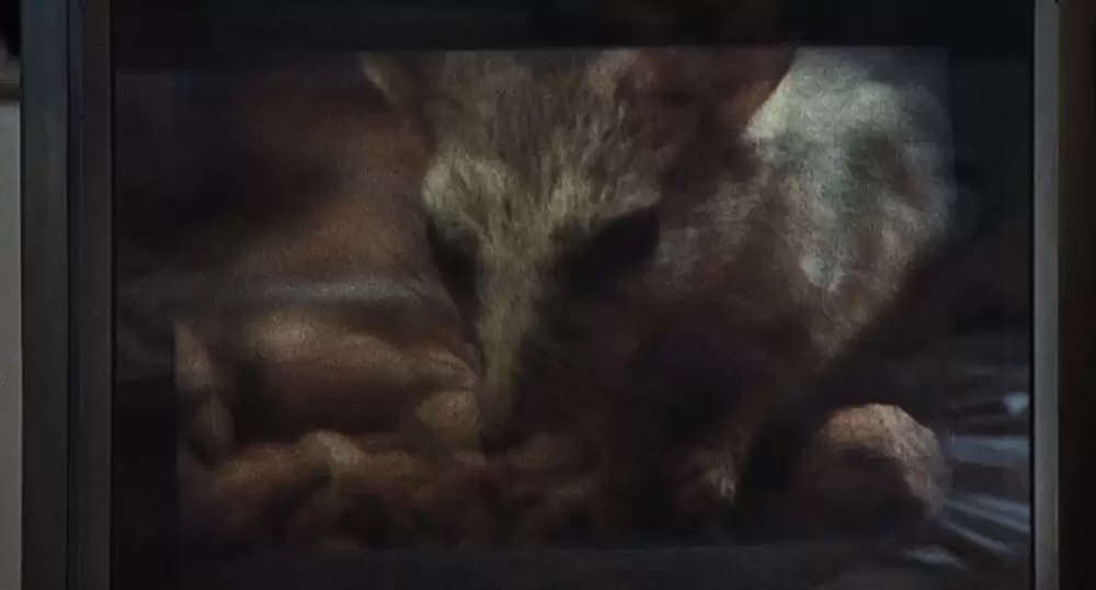 スリーピング ビューティー 禁断の悦びの画像