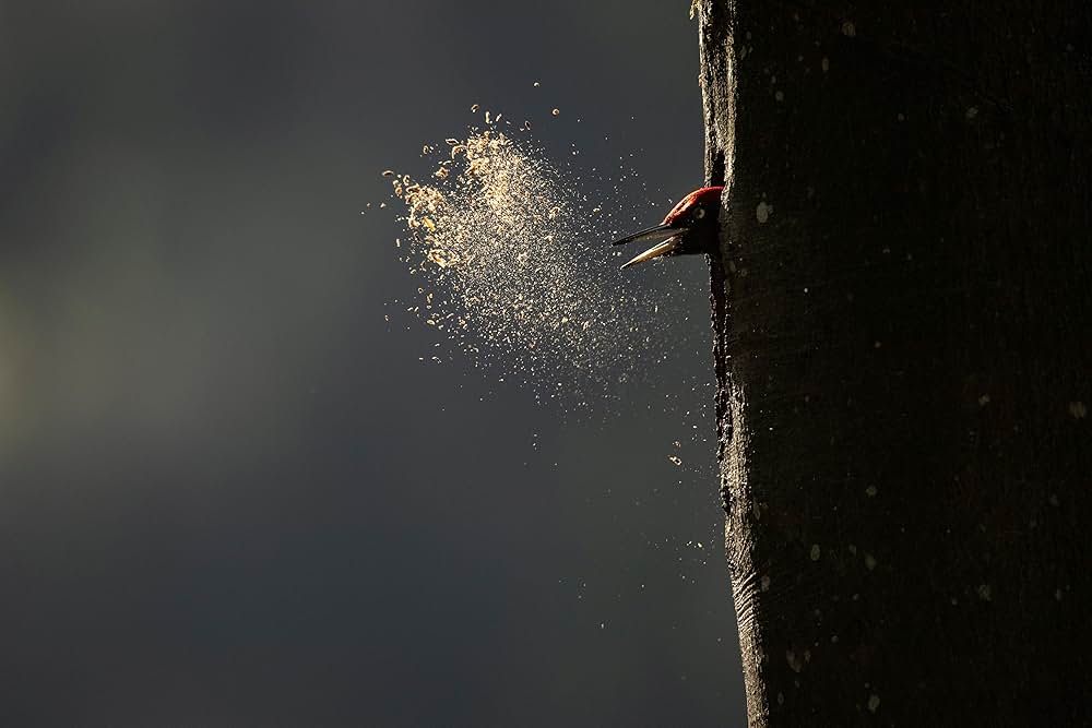 Le chant des forêts（原題）の画像