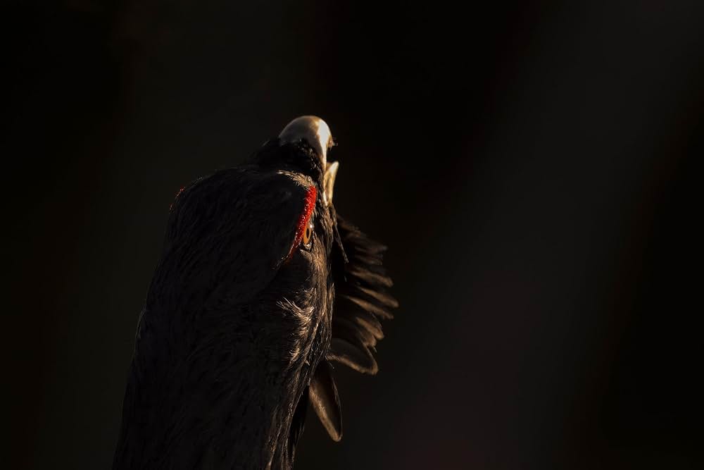 Le chant des forêts（原題）の画像
