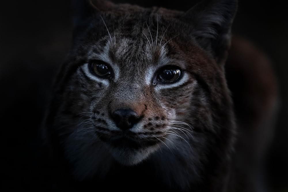 Le chant des forêts（原題）の画像