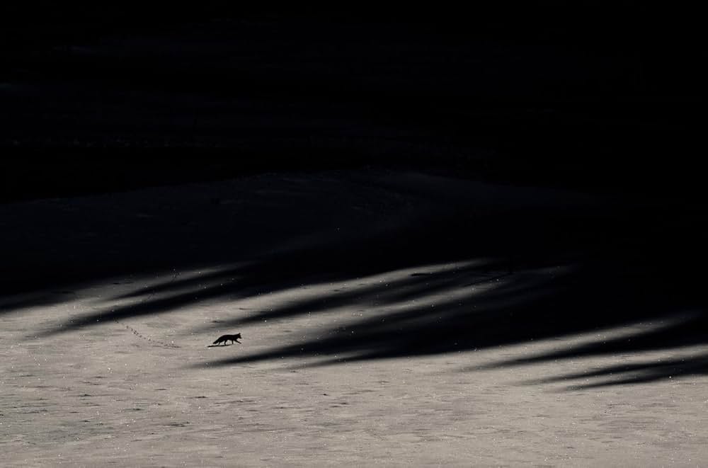 Le chant des forêts（原題）の写真