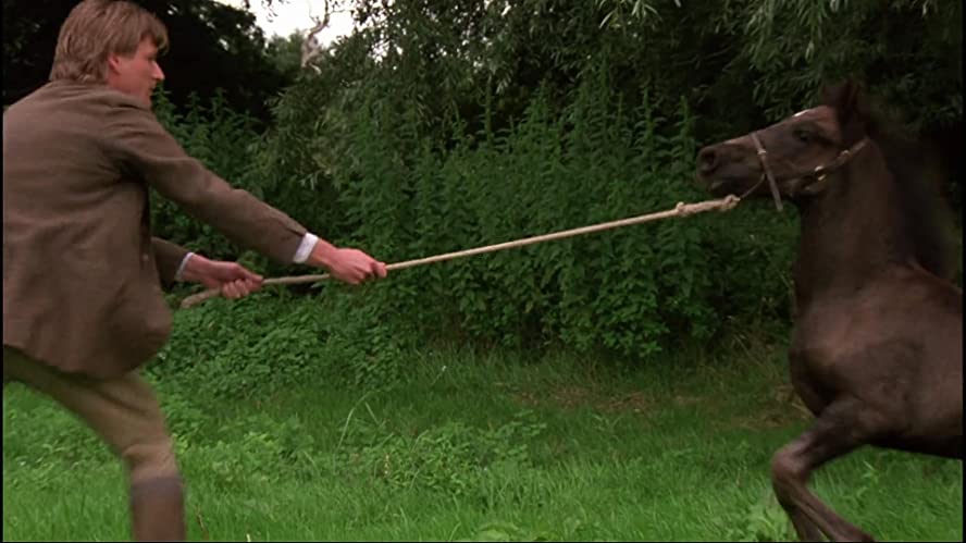 ブラック・ビューティー／黒馬物語の画像