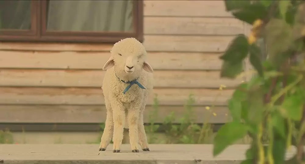 しあわせのパンの画像