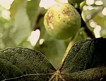 「落穂拾い」の画像