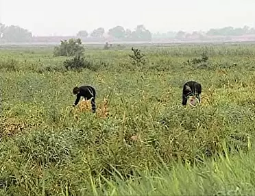 「落穂拾い」の画像