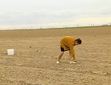 「落穂拾い」の画像