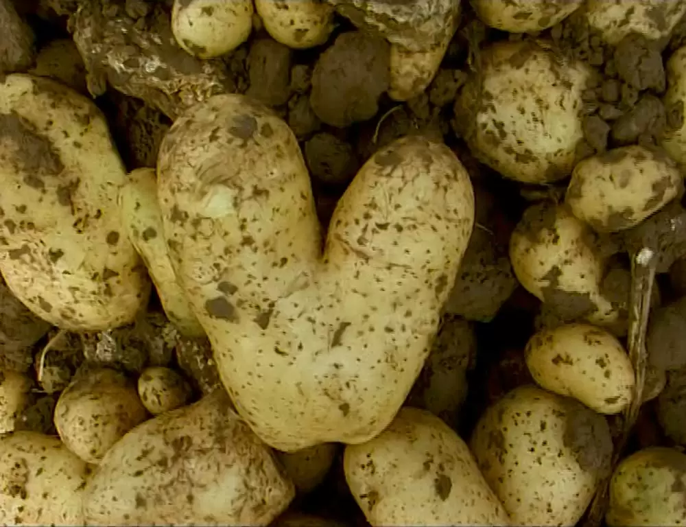 「落穂拾い」の画像