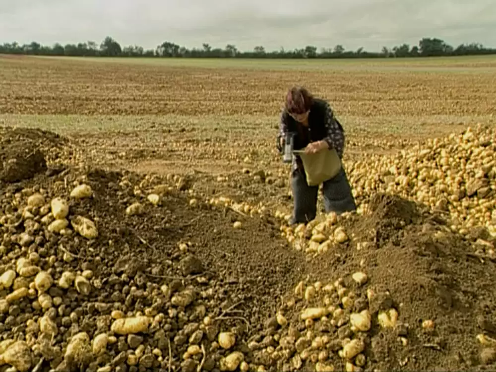 「落穂拾い」Agnès Vardaの画像