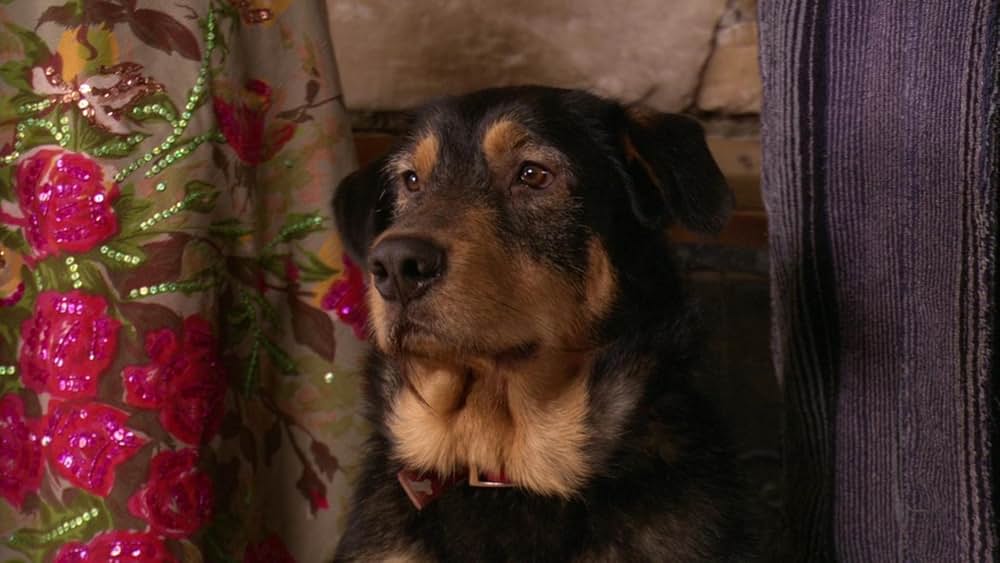 A Dog's Breakfast（原題）の画像