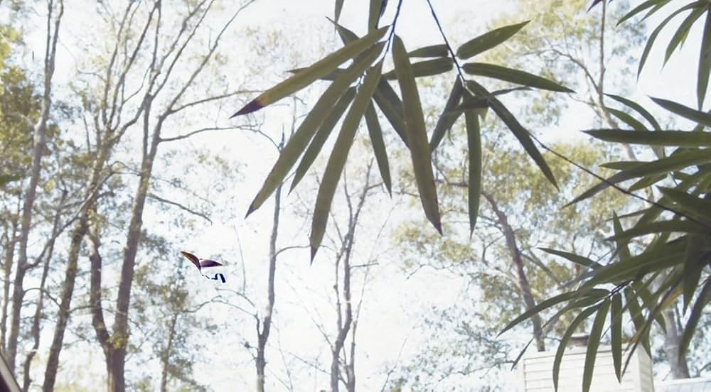 Killer Kites（原題）の画像