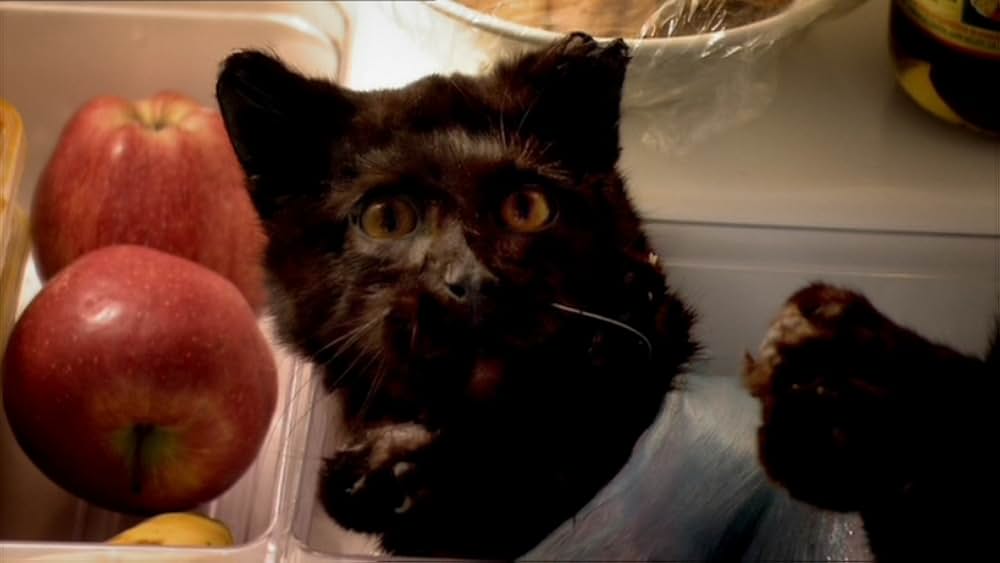 The All Together（原題）の画像