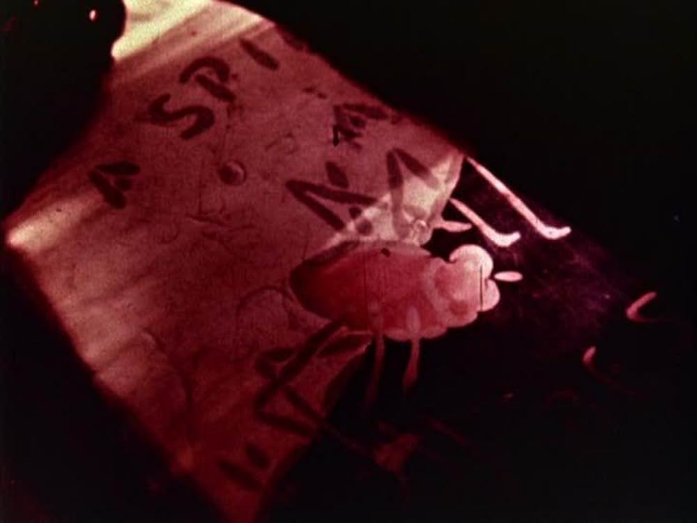 猫のゆりかごの写真