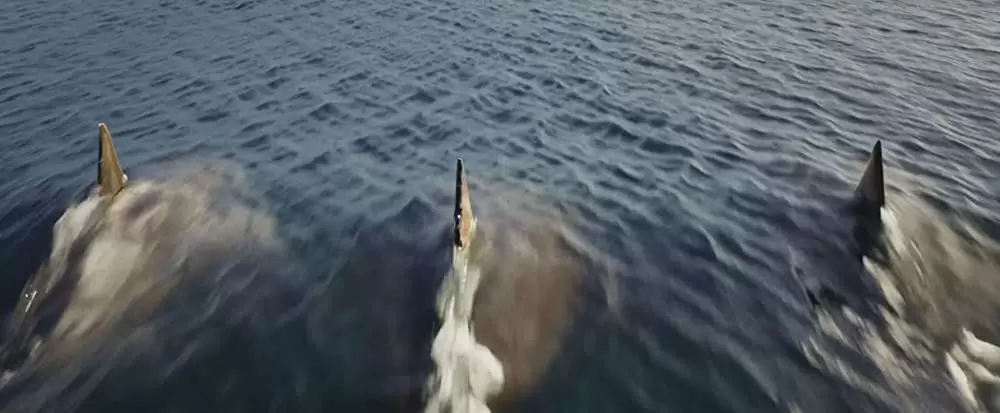 ディープ・ブルー3の画像