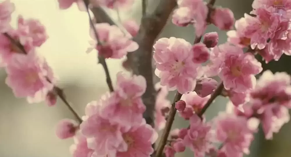 ピーチガールの画像