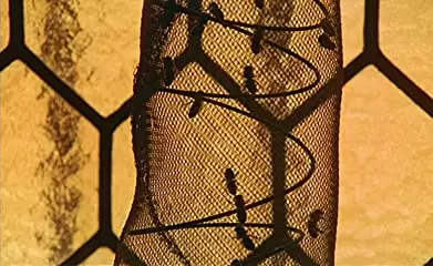 ミツバチのささやきの画像